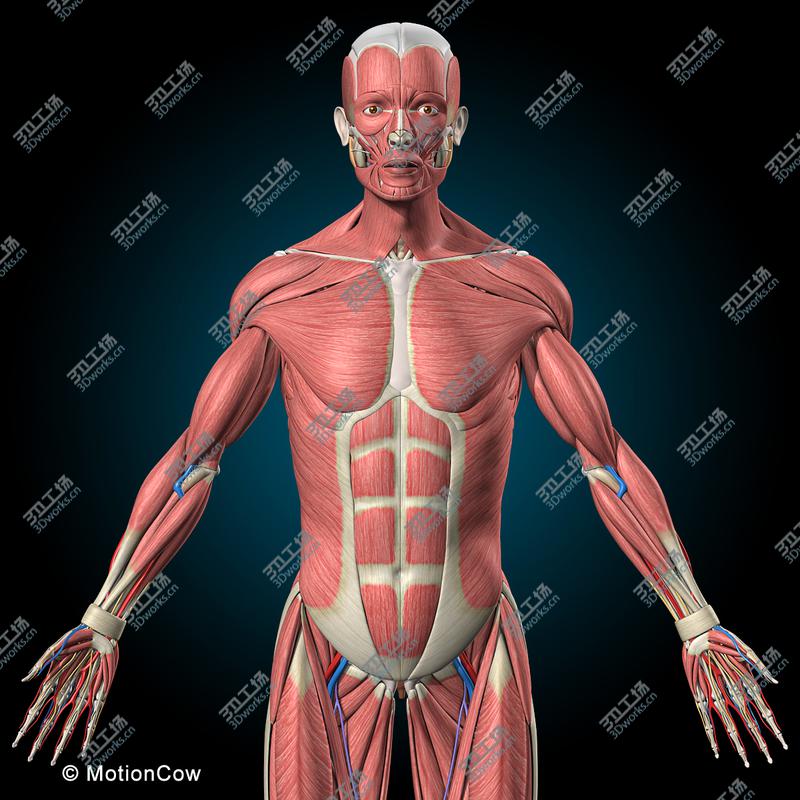 images/goods_img/20210113/Ultimate Human Anatomy  Rigged/5.jpg